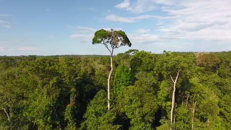 Riesiger-Baum-Im-Tiefen-Regenwald-Von-Guyana.-Drohnenansicht-Aus-Der-Luft